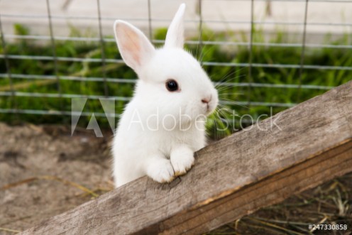 Picture of Little rabbit on the farm
